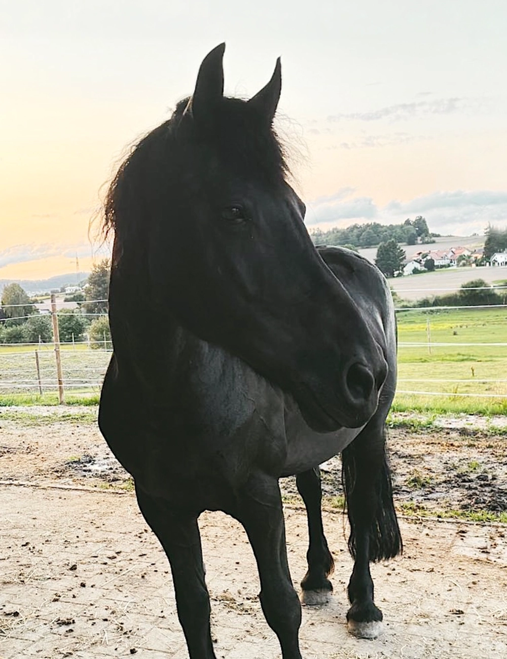 Diana-Macht-Herde-mit-Herz-lernen-am-Pferd-Ponyschule-Ponyreiten-Ponyhof-Reiten-Kind-Bayern-Cham-Oberpfalz-Ronja